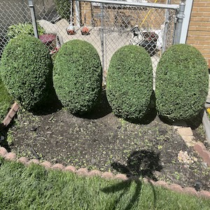 four bushes planted in backyard