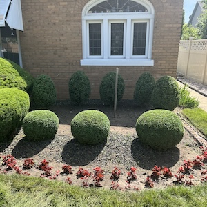 planted bushes and flowers in front yard