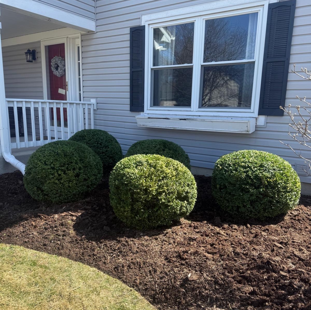 four bushes planted in front yard